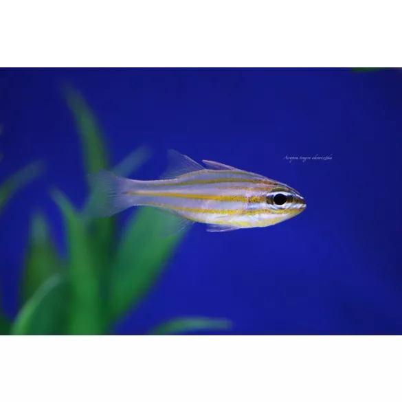 Ostorhinchus cyanosoma (Aranysávos kardinálishal)