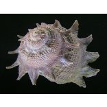 Astraea sp (Csillagcsiga) - algaevő