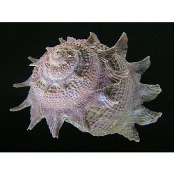 Astraea sp (Csillagcsiga) - algaevő