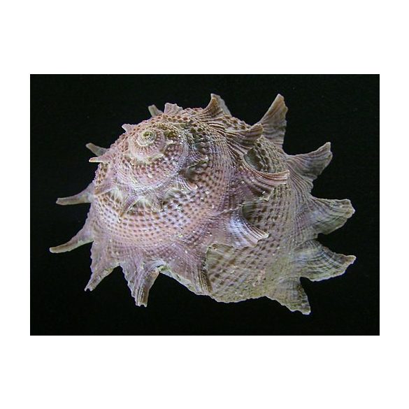 Astraea sp (Csillagcsiga) - algaevő