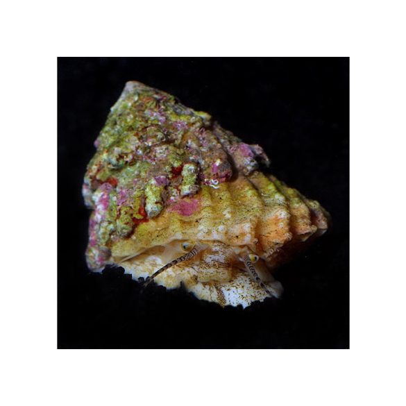 Astraea sp (Csillagcsiga) - algaevő