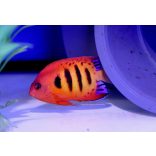 Centropyge loricula (Tűzpiros törpe császárhal)