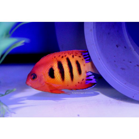 Centropyge loricula (Tűzpiros törpe császárhal)