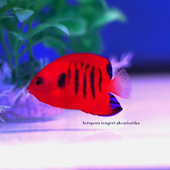 Centropyge loricula (Tűzpiros törpe császárhal)