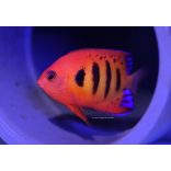 Centropyge loricula (Tűzpiros törpe császárhal)