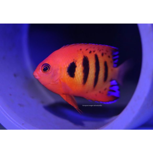Centropyge loricula (Tűzpiros törpe császárhal)