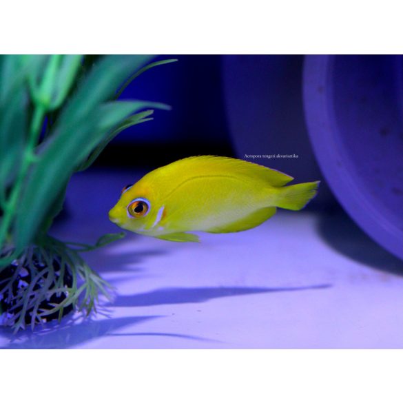 Centropyge flavissima  (Citromhéj törpe császárhal)