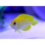 Centropyge flavissima  (Citromhéj törpe császárhal)