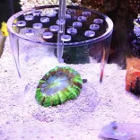 Koralletető pohár - Ø 12cm