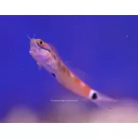 Ecsenius stigmatura (Farokfoltos korallgéb)