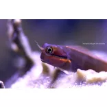 Ecsenius stigmatura (Farokfoltos korallgéb)