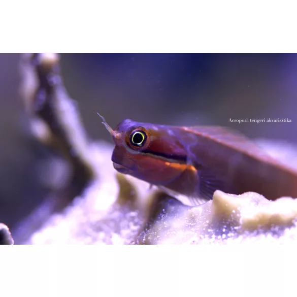 Ecsenius stigmatura (Farokfoltos korallgéb)