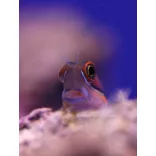 Ecsenius stigmatura (Farokfoltos korallgéb)