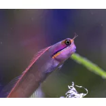 Ecsenius stigmatura (Farokfoltos korallgéb)