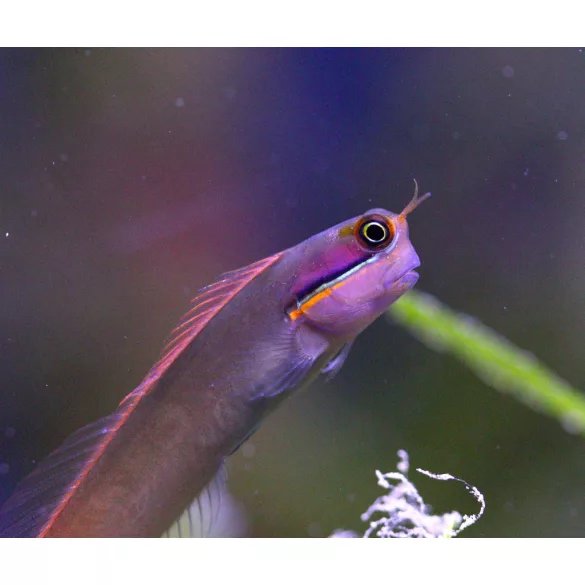 Ecsenius stigmatura (Farokfoltos korallgéb)