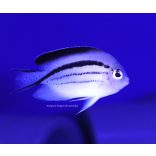 Genicanthus lamarck (feketesávos törpe császárhal)