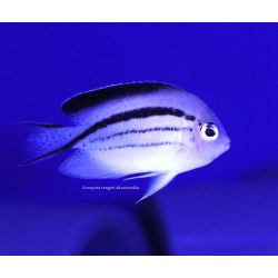 Genicanthus lamarck (feketesávos törpe császárhal)