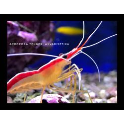 Lysmata amboinensis (Tisztogató garnéla)