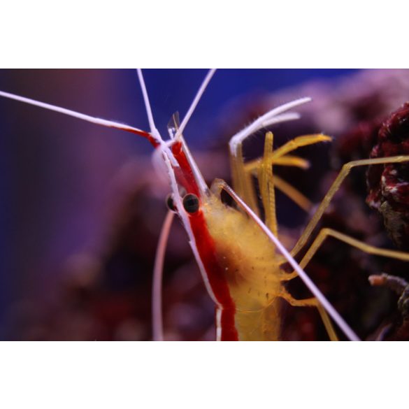 Lysmata amboinensis (Tisztogató garnéla)