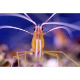 Lysmata amboinensis (Tisztogató garnéla)