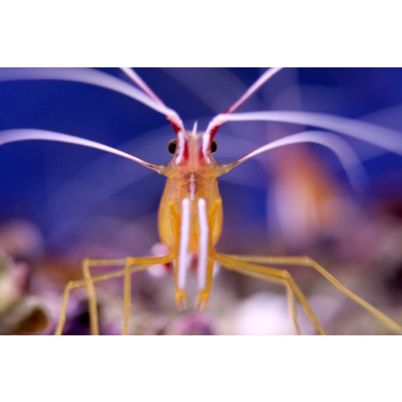 Lysmata amboinensis (Tisztogató garnéla)