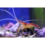 Lysmata amboinensis (Tisztogató garnéla)