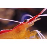 Lysmata amboinensis (Tisztogató garnéla)