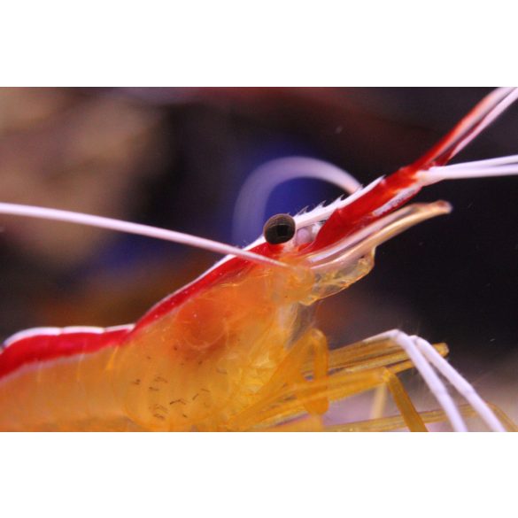 Lysmata amboinensis (Tisztogató garnéla)