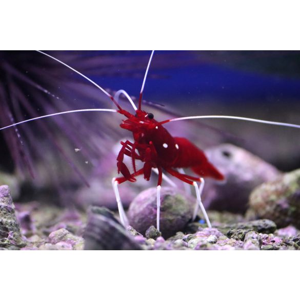 Lysmata debelius S (Tűzgarnéla)