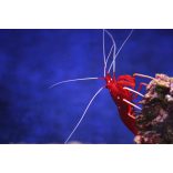 Lysmata debelius M méret (Tűzgarnéla)