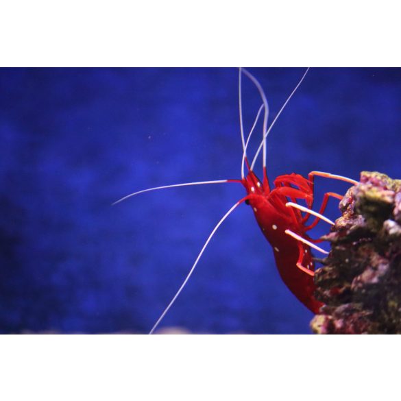 Lysmata debelius M méret (Tűzgarnéla)