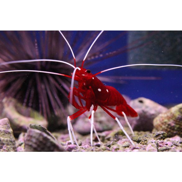 Lysmata debelius M méret (Tűzgarnéla)