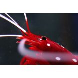 Lysmata debelius M méret (Tűzgarnéla)