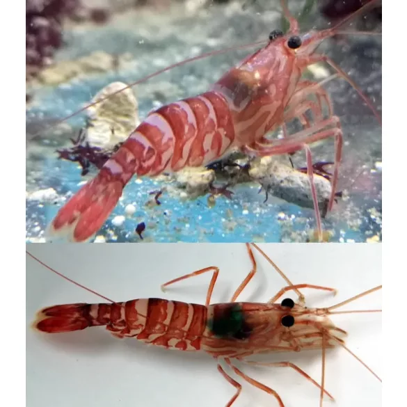 Lysmata kuekenthali (Kükenthal / csíkos garnéla)