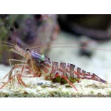 Lysmata kuekenthali (Kükenthal / csíkos garnéla)