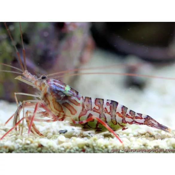 Lysmata kuekenthali (Kükenthal / csíkos garnéla)