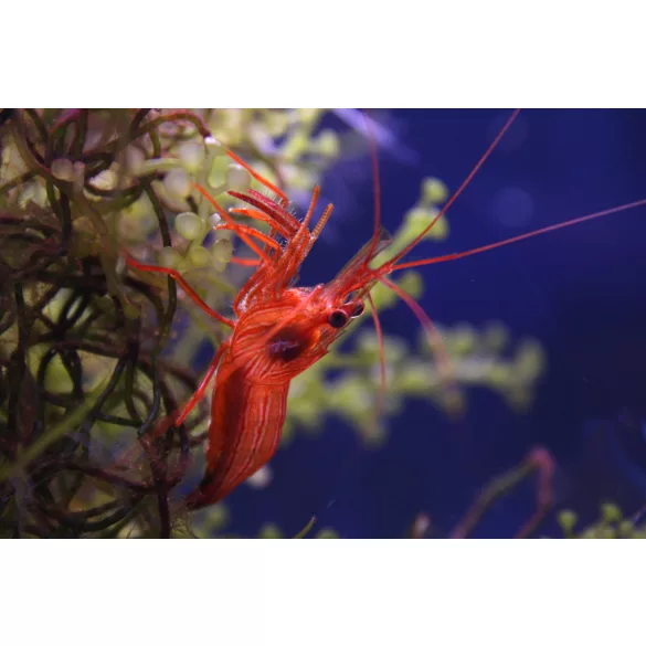 Lysmata wurdemanni (Üvegrózsaevő garnéla)