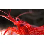 Lysmata wurdemanni (Üvegrózsaevő garnéla)