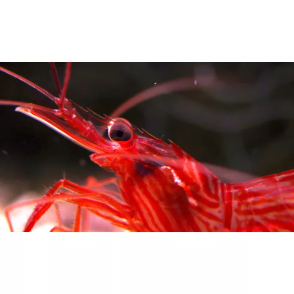 Lysmata wurdemanni (Üvegrózsaevő garnéla)