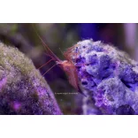 Lysmata wurdemanni (Üvegrózsaevő garnéla)