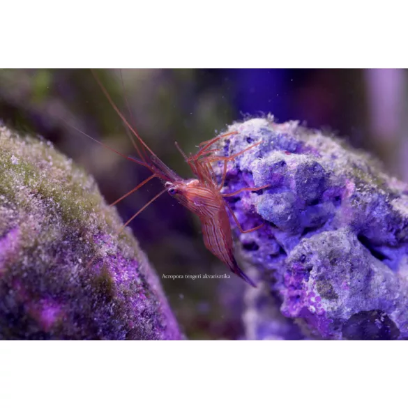 Lysmata wurdemanni (Üvegrózsaevő garnéla)