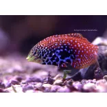 Macropharyngodon bipartitus (Leopárd ajakoshal)