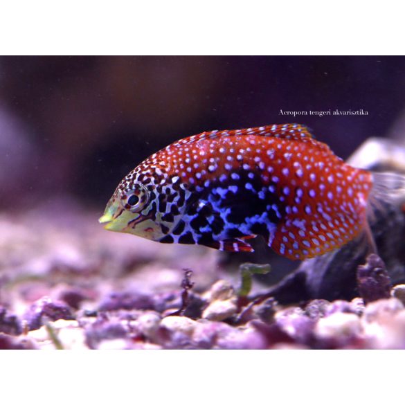 Macropharyngodon bipartitus (Leopárd ajakoshal)
