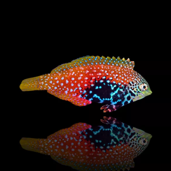 Macropharyngodon bipartitus (Leopárd ajakoshal)