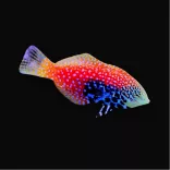 Macropharyngodon bipartitus (Leopárd ajakoshal)