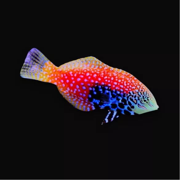 Macropharyngodon bipartitus (Leopárd ajakoshal)