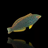 Macropharyngodon meleagris (Feketefoltos ajakoshal)