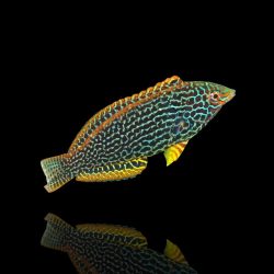 Macropharyngodon meleagris