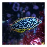 Macropharyngodon meleagris (Feketefoltos ajakoshal)