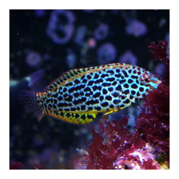 Macropharyngodon meleagris (Feketefoltos ajakoshal)